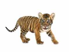 婴儿孟加拉老虎