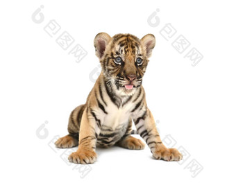 婴儿孟加拉老虎