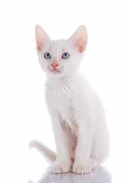 白色小猫蓝色的眼睛坐在白色背景