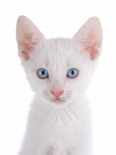 肖像白色小猫蓝色的眼睛