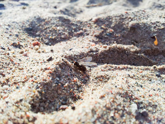 飞蚂蚁沙子
