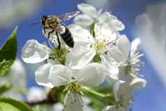 蜜蜂收集蜂蜜白色花樱桃