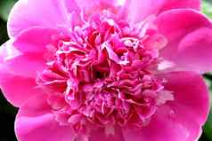 牡丹花明亮的粉红色的颜色