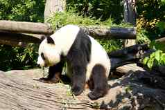 可爱的巨大的熊猫站睡觉