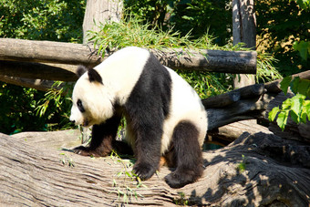 可爱的巨大的<strong>熊猫</strong>站睡觉