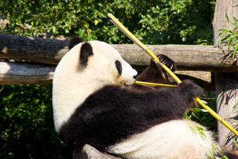 放松巨大的<strong>熊猫吃</strong>新鲜的<strong>竹子</strong>