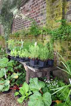 盆栽植物与花园墙