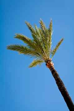 单绿色棕榈树蓝色的天空背景