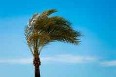 单绿色棕榈树蓝色的天空背景