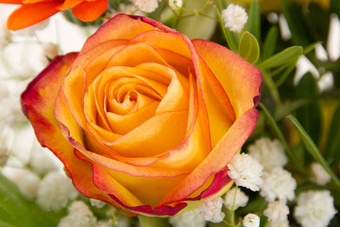 红色的橙色玫瑰美丽的花束