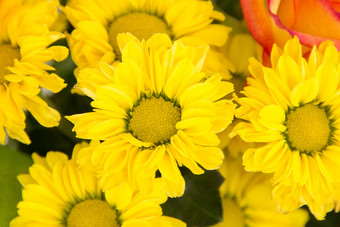 美丽的花朵黄色的<strong>菊花</strong>