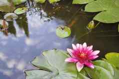 粉红色的睡莲花盛开的锦 鲤池塘
