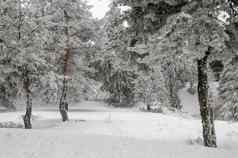 雪霜覆盖松树