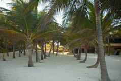 棕榈格罗夫异国情调的热带海滩