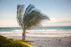 棕榈树异国情调的热带海滩
