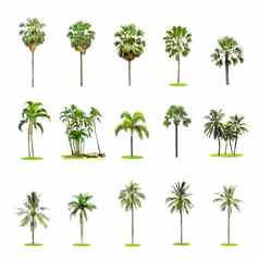 集棕榈椰子树