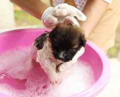 小狗狗浴浴缸