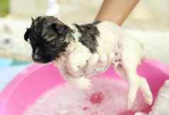 小狗狗浴浴缸