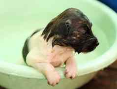 小狗狗浴缸