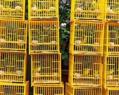 鸟笼子里鸟市场香港