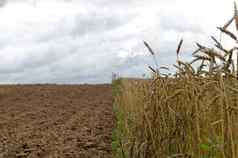 成熟的小麦收获耕种农业场土壤