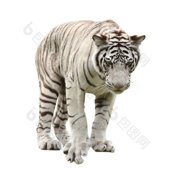 白色孟加拉老虎孤立的