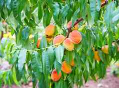 甜蜜的桃子水果日益增长的桃子树分支