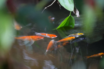 锦 鲤鱼池