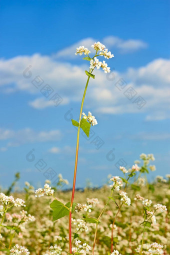 荞麦花序场