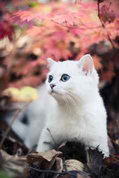 秋天小猫