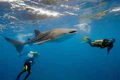 鲸鱼鲨鱼水下摄影师