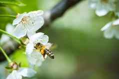 蜂蜜蜜蜂飞行接近开花樱桃树