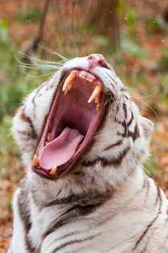 白色孟加拉老虎动物园