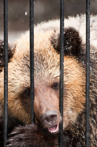 年轻的悲伤棕色（的）熊冬天动物园