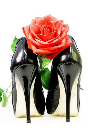 夫人鞋子红色的玫瑰白色背景