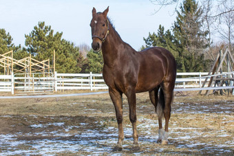 美国saddlebred马