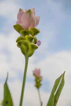 暹罗郁金香花