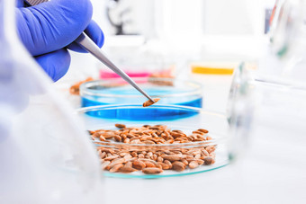 细胞文化分析测试基因修改小麦