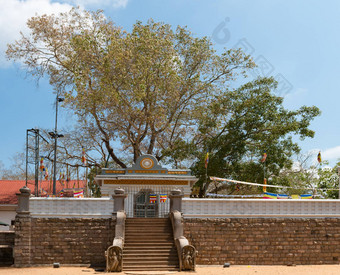 神圣的斯里兰卡玛哈菩提树anuradhapura斯里兰卡斯里兰卡
