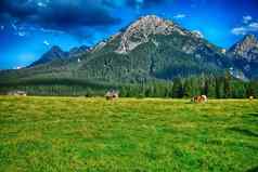 白云石山脉夏天季节美妙的景观意大利阿尔卑斯山脉