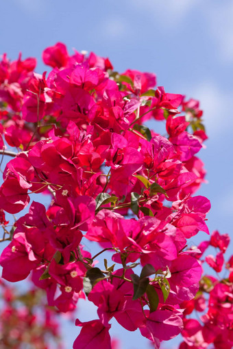 美丽的粉红色的品红色的叶子花属<strong>花蓝</strong>色的天空