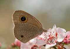 昏暗的环蝴蝶澳大利亚钩端孢子虫粉红色的花