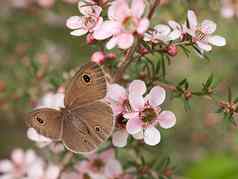 春天微暗的骑士蝴蝶澳大利亚钩端孢子虫花