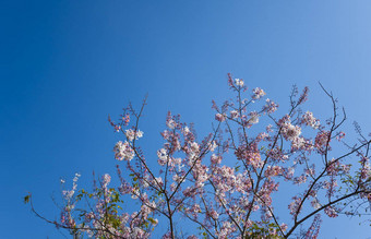 花春<strong>天蓝色</strong>的<strong>天空背景</strong>