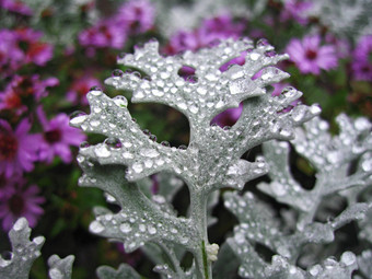 床上花雨瓜叶菊日益增长的