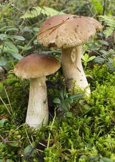 蘑菇牛肝菌属牛肝菌属Edulis