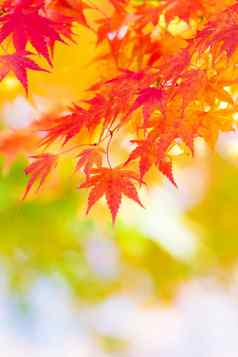枫木树秋天