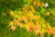 秋天枫木树