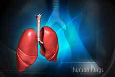 人类肺