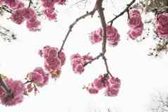 特写镜头粉红色的樱桃花朵